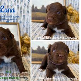 Laura - Red & white female Australian Shepherd puppy in Temecula, California from Boulder & Branch Aussie Ranch