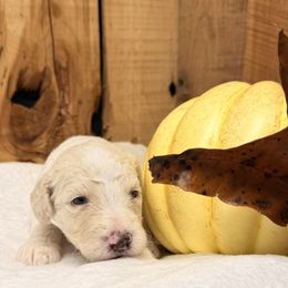 Frost - Cream female Aussiedoodle puppy in Lavonia, Georgia from H & A Kennels