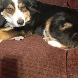 Abi - Australian Shepherd