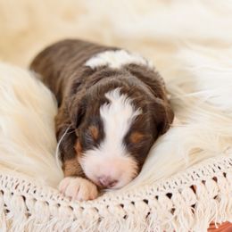 Aussiedoodle Puppies from Crystal Ridge Doodles