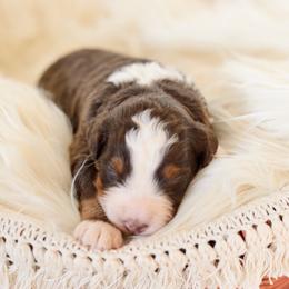 Aussiedoodle Puppies from Crystal Ridge Doodles
