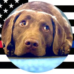 Lania - Chesapeake Bay Retriever