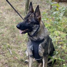 Hana - German Shepherd