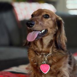 Heldie - Dachshund