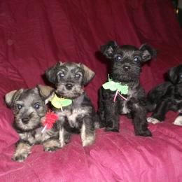 Miniature Schnauzer Puppies from Circle R Ranch