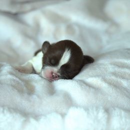 Joanie - Liver and white female Shih Tzu puppy in Kempner, Texas from Shih Tzu Reign
