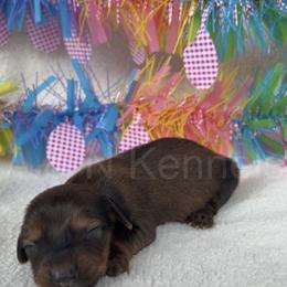 Girl 1 - Sable female Dachshund puppy in Brandon, Mississippi from A & N Kennels