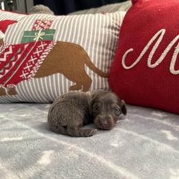 Orín - Gray (blue) and tan male Dachshund puppy in Barstow, California from Kindle & Burrow Dachshunds