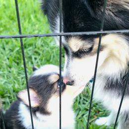Maeve - Tri-color female Pomsky puppy in Orlando, Florida from Way too cute Pomskies