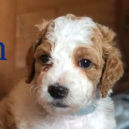 Poodles from Charity Hill Poodles