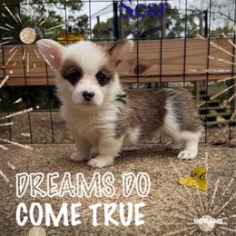 Scar - White and red male Pembroke Welsh Corgi puppy in Athens, Alabama from Southern Sass Corgis