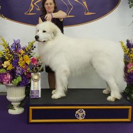 Great Pyrenees All Grown Up from Pyradigm Great Pyrenees