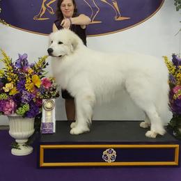 Great Pyrenees All Grown Up from Pyradigm Great Pyrenees