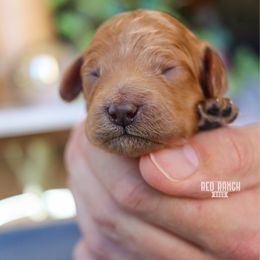 Peter - Red male Cavapoo puppy in Salado, Texas from Red Ranch Dogs