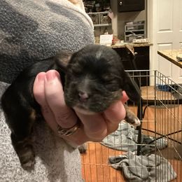 Boy 2 - Black and tan male Cocker Spaniel puppy in Spotsylvania, Virginia from Wilkshire Farm