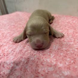 Milo - Cream male Dachshund puppy in Marshfield, Missouri from Hilltop Kennel LLC