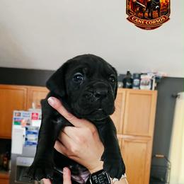 Girl 1 - Black female Cane Corso puppy in Hephzibah, Georgia from Bellissima Cala Cane Corso