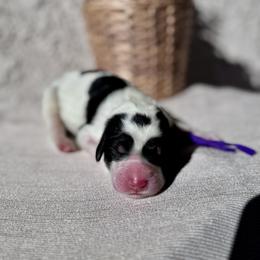 Twilight - Black and white female Bernedoodle puppy in Moreno Valley, California from Ayy_Doodles