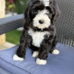 Drac - Black male Goldendoodle puppy in Miami Dade County, Florida from Doodle Lovers