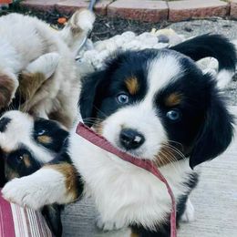 Miniature Australian Shepherd Puppies from Iris’ Island Oasis