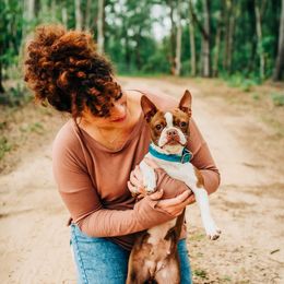 Freya - Boston Terrier