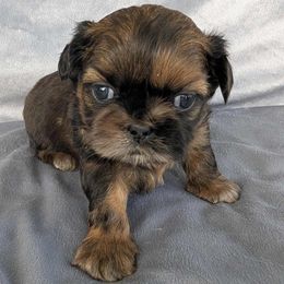 Dolly - Red and tan female Shih Tzu puppy in Waynesboro, Pennsylvania from Big Win Shih Tzus