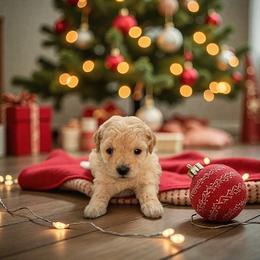 Glacier - Apricot male Maltipoo puppy in St. George, Utah from Winchester Hills Poodles and Doodles