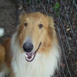 Collies from Southern Country Collies