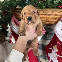 Black - Golden male Golden Retriever puppy in La Salle County, Illinois from UpSouth Golden Retrievers