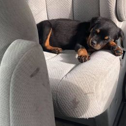 Pomsky, Rottweiler, Shetland Sheepdog, and Toy Shetland Sheepdog Puppies from Mountain High Kennels
