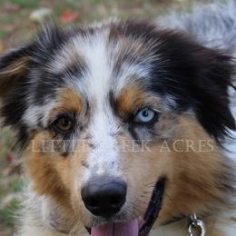 Marcus - Australian Shepherd
