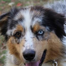 Marcus - Australian Shepherd
