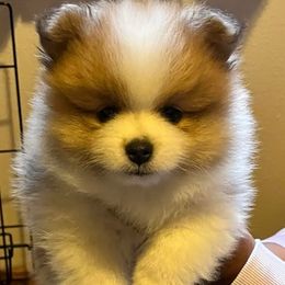 Pomeranians from Willis House