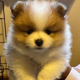 Pomeranians from Willis House