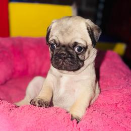 Meatball - Fawn male Pug puppy in Saint Pauls, North Carolina from Copperfield’s Goldens