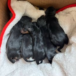 Yorkshire Terrier puppies from Maria Rodriguez