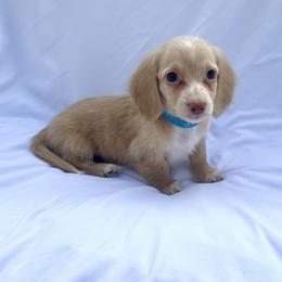 Sky Blue - Cream male Dachshund puppy in Silver Springs, Florida from DeMarsh's Dachshunds
