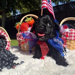 Girl 2 - Black female Cocker Spaniel puppy in California from Archangel Cockers
