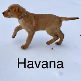 Havana - Yellow female Labrador Retriever puppy in Mineral, Virginia from Canine Assist