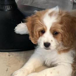 Rusty - Blenheim male Cavapoo puppy in Columbus, Montana from Montanas Mountain Bernedoodles