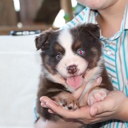 Sandy - Red tri female Miniature Australian Shepherd puppy in Goliad, Texas from Sassy Lil Aussies and Diamond W Poodles