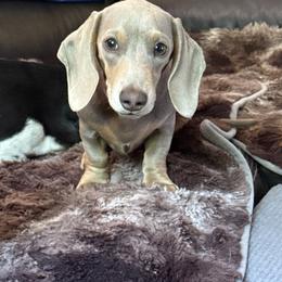 Sandy - Fawn (isabella) and tan female Dachshund puppy in Salem, Oregon from Ide's of March Dachshunds