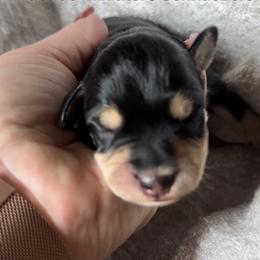 Charlie - Black and silver male Miniature Schnauzer puppy in Hull, Georgia from Ardent Miniature Schnauzers of Athens