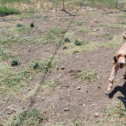Bailee - Red  female Goldendoodle puppy in Itasca, Texas from Goldendoodle by Design