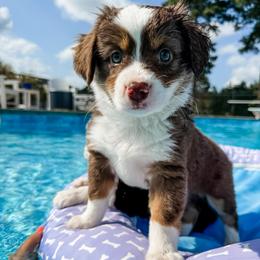 Benjamin - Red tri male Miniature Australian Shepherd puppy in Goldsboro, North Carolina from Maple Ridge Farm