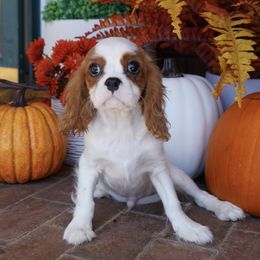 Alister - Blenheim male Cavalier King Charles Spaniel puppy in Lula, Georgia from Cavaliers by Crumley