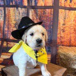Girl 2 (Canon) (yellow collar) - Light golden female Golden Retriever puppy in Hubbard, Ohio from Whickering Pines Golden Retrievers