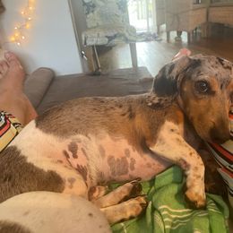 Dachshund Puppies from SouthernMama Doxies