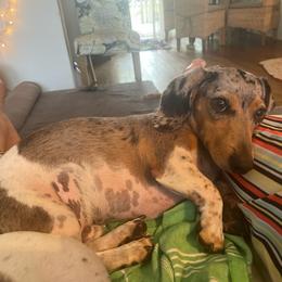 Dachshund Puppies from SouthernMama Doxies