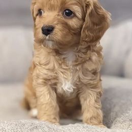 Cavapoos from Cherish Puppies